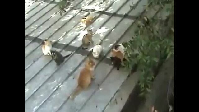 Видео порнуха #157567