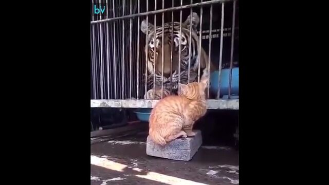 Видео порнуха #174310