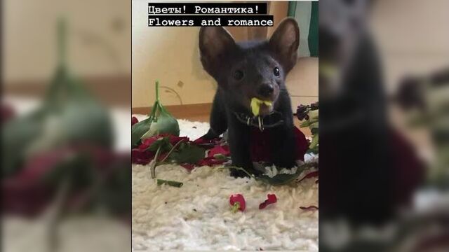 Видео порнуха #60981