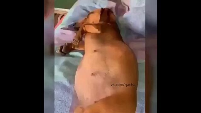 Видео порнуха #111509
