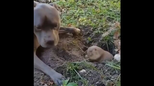 Видео порнуха #144231