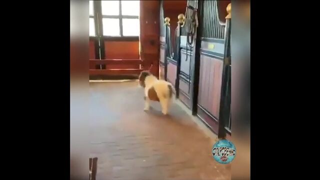 Видео порнуха #174008