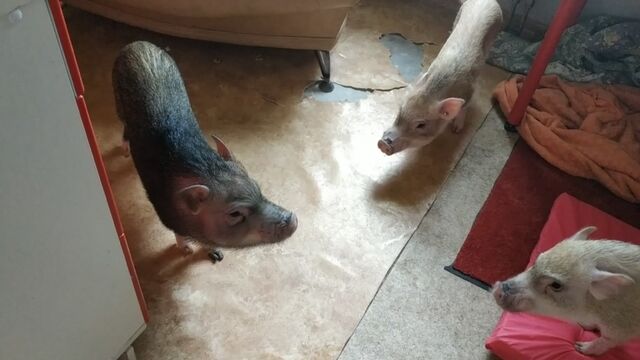 Видео порнуха #113587