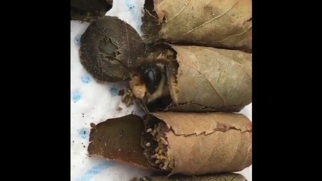 Видео порнуха #179819