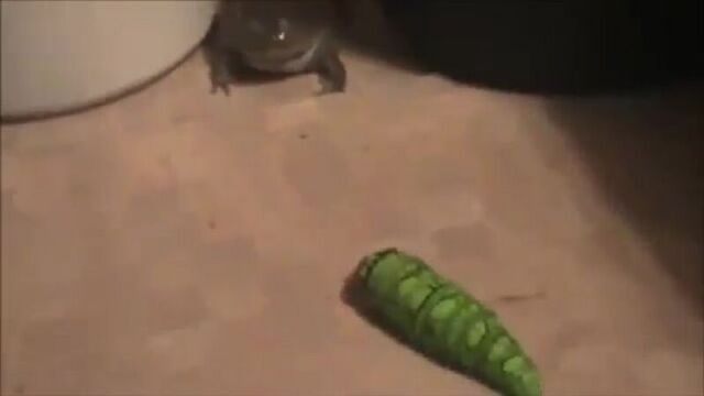 Видео порнуха #17309