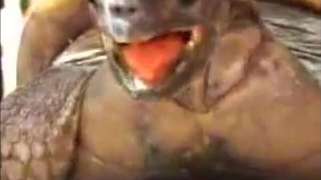 Видео порнуха #436