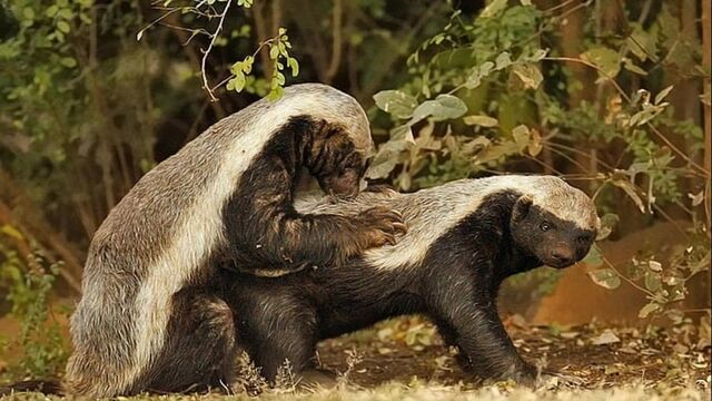 Видео порнуха #162740