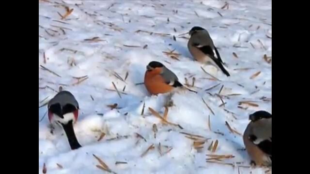 Видео порнуха #111211