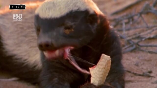 Видео порнуха #190464