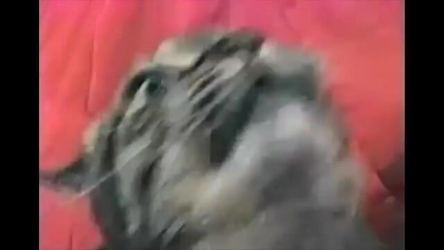 Видео порнуха #41687