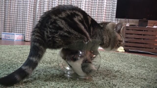 Видео порнуха #108209