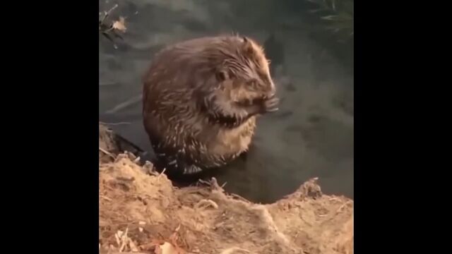 Видео порнуха #89726