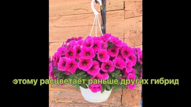 Видео порнуха #186726