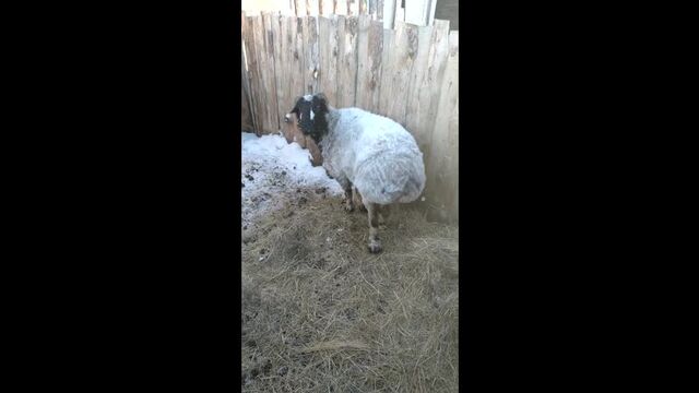 Видео порнуха #66542