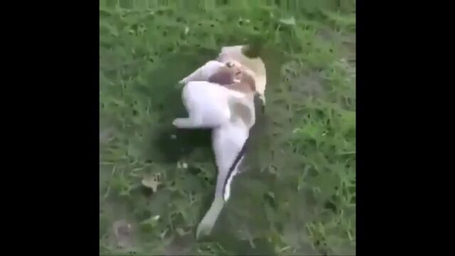 Видео порнуха #29781