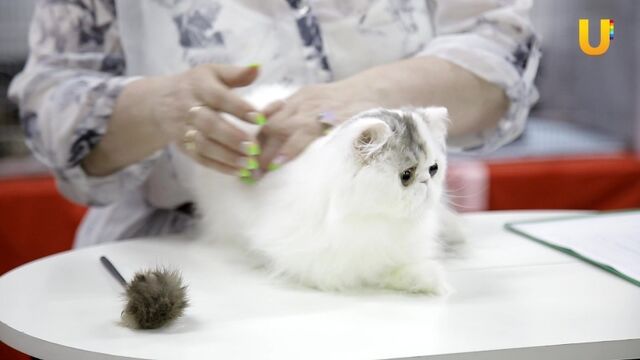 Видео порнуха #192266