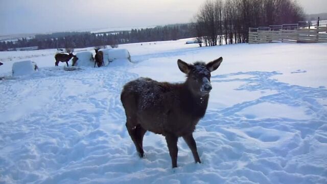 Видео порнуха #39988
