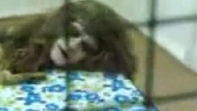 Видео порнуха #4593