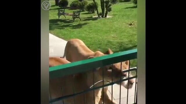 Видео порнуха #185311